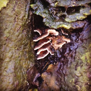 Fungus in Thompson Park